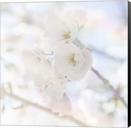 Framed Apple Blossoms 06 Print