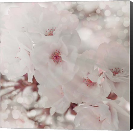 Framed Pinky Blossom 1 Print