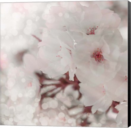Framed Pinky Blossom 2 Print