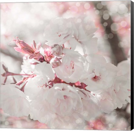Framed Pinky Blossom 3 Print