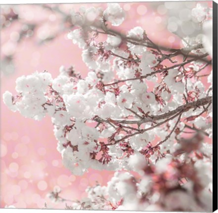 Framed Pinky Blossom 5 Print