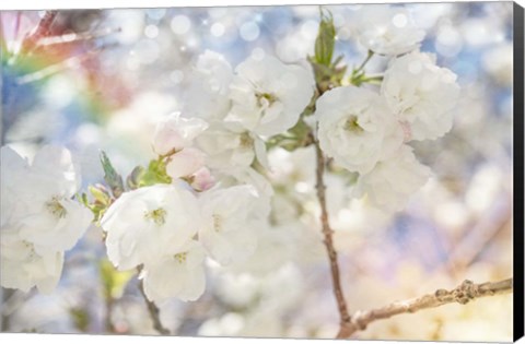 Framed White Spring Blossoms 01 Print
