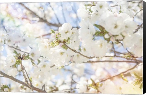 Framed White Spring Blossoms 02 Print