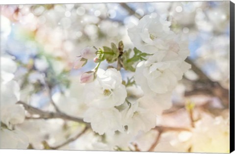 Framed White Spring Blossoms 03 Print