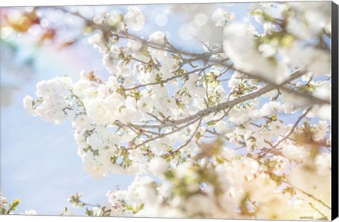 Framed White Spring Blossoms 04 Print
