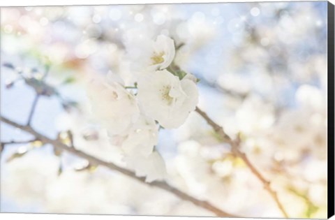 Framed White Spring Blossoms 05 Print