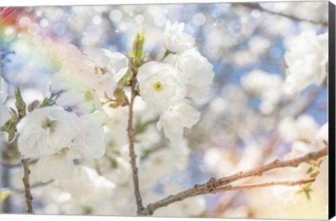 Framed White Spring Blossoms 07 Print