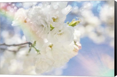 Framed White Spring Blossoms 08 Print