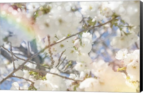 Framed White Spring Blossoms 09 Print
