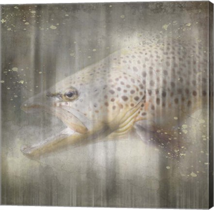 Framed Antique Wildlife Brown Trout Print