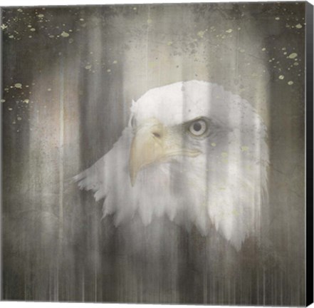 Framed Antique Wildlife Eagle Print