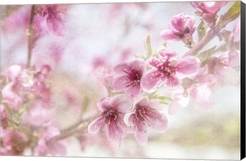 Framed Cherry Pops 01 Print