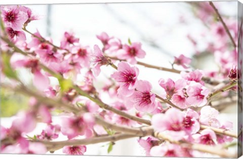 Framed Naturally Cherry 02 Print