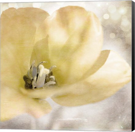 Framed Yellow Tulip 01 Print