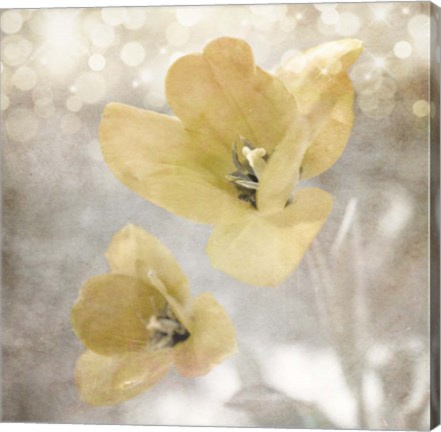 Framed Yellow Tulip 03 Print