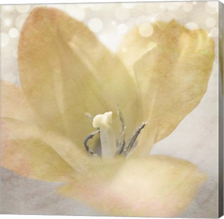 Framed Yellow Tulip 04 Print