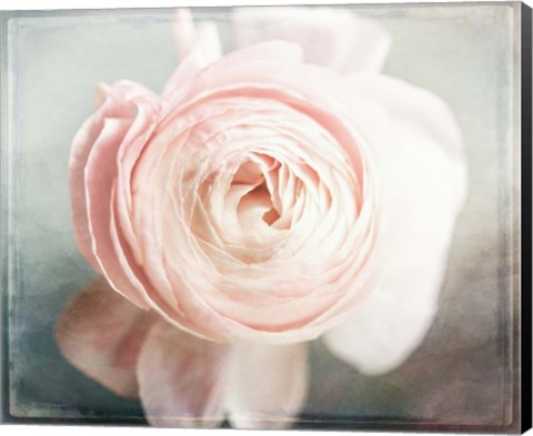 Framed Peony 02 Print