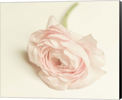 Framed Peony A1 Print