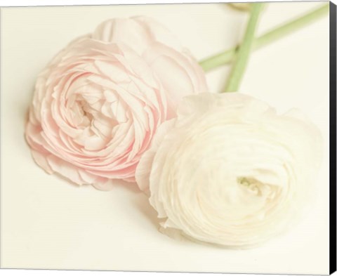 Framed Peony A3 Print