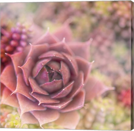 Framed Succulents 02 Print