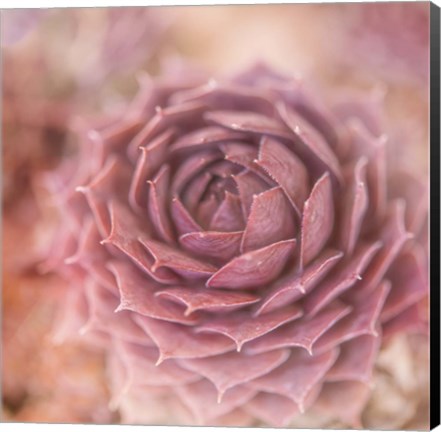 Framed Succulents 03 Print