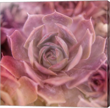 Framed Succulents 04 Print