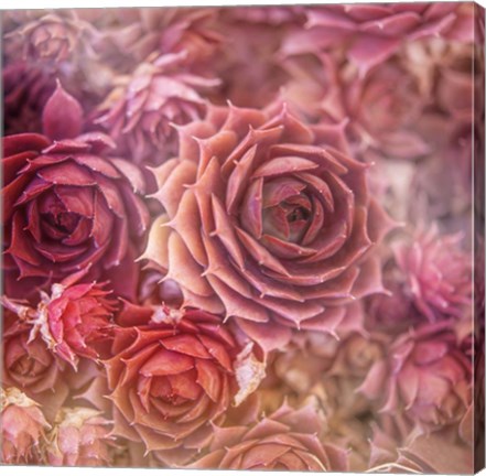 Framed Succulents 06 Print