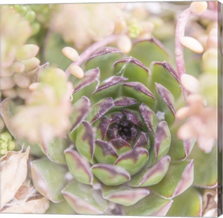Framed Succulents 08 Print