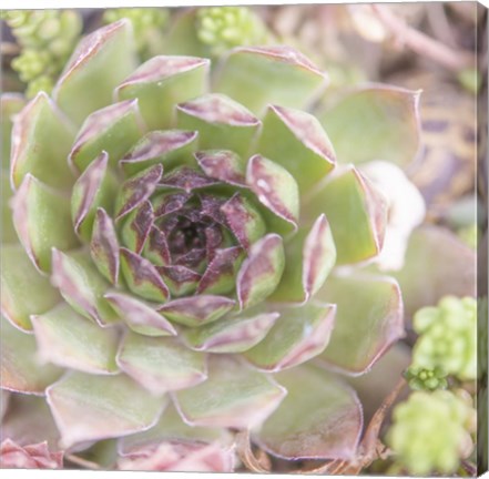 Framed Succulents 09 Print
