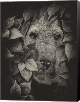 Framed Airedale Print