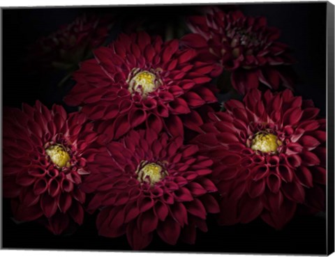 Framed Dahlia Print