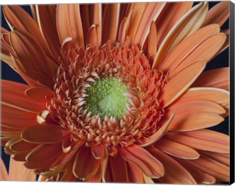 Framed Gerber Daisy Close-Up Print
