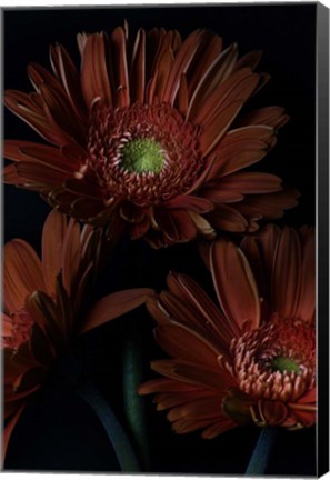 Framed Gerber Daisy Print