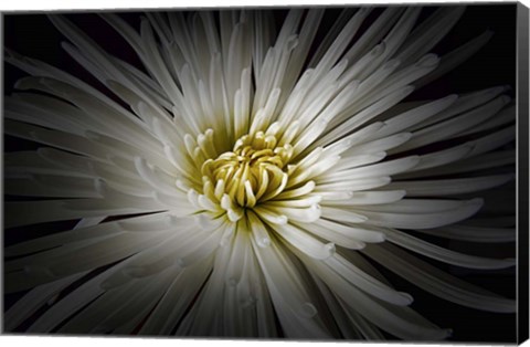 Framed Mum Burst Print