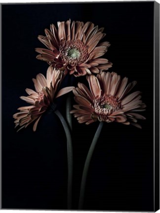 Framed Orange Gerber Daisy Print