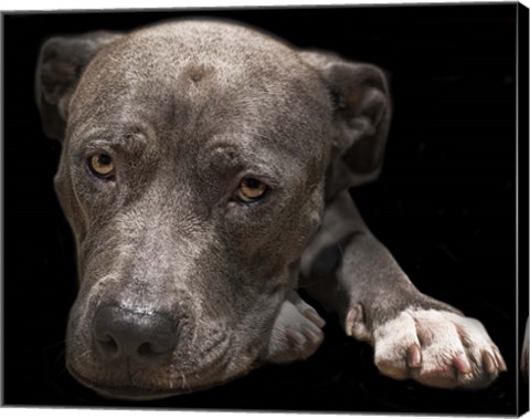 Framed Pit Bull Terrier Print