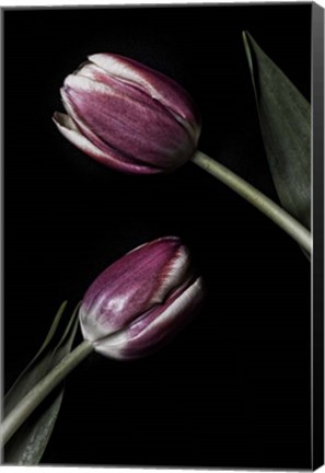 Framed Two Tulips Print