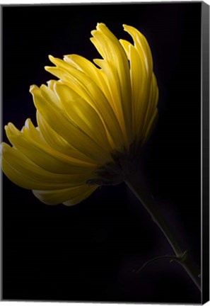 Framed Yellow Mum Print