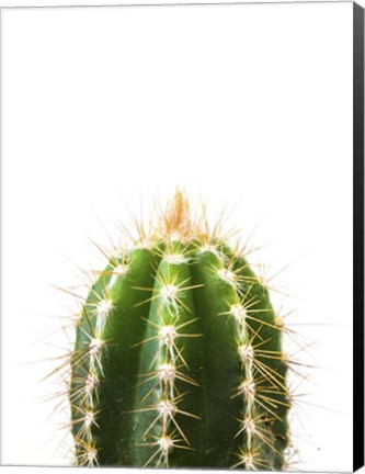 Framed Cactus Print