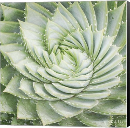 Framed Spiral of Life Print