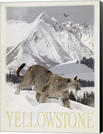 Framed Mountain Lion Print