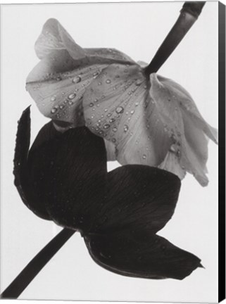 Framed Opposites Attract Print