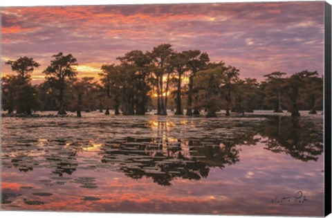 Framed Sundown in the Swamps Print