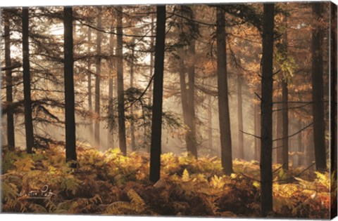 Framed Fern Forest Print