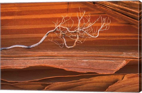 Framed Coyote Buttes III Print