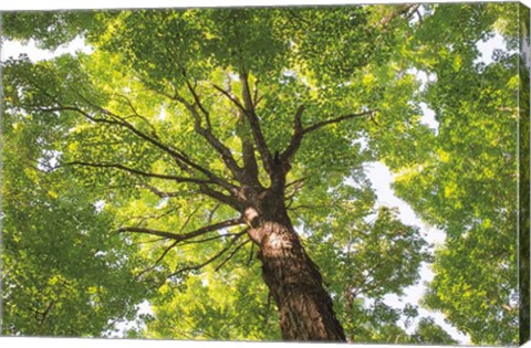 Framed Hardwood Forest Canopy V Print