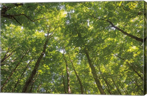 Framed Hardwood Forest Canopy IV Print