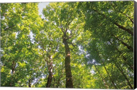 Framed Hardwood Forest Canopy III Print