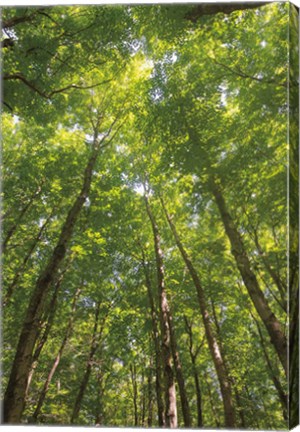 Framed Hardwood Forest Canopy II Print