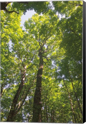 Framed Hardwood Forest Canopy I Print